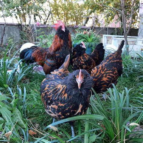 Thüringian Chicken Breed Info - Chicken & Chicks Info