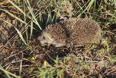 Taxonomy Hedgehogs (Erinaceidae) - Observation.org