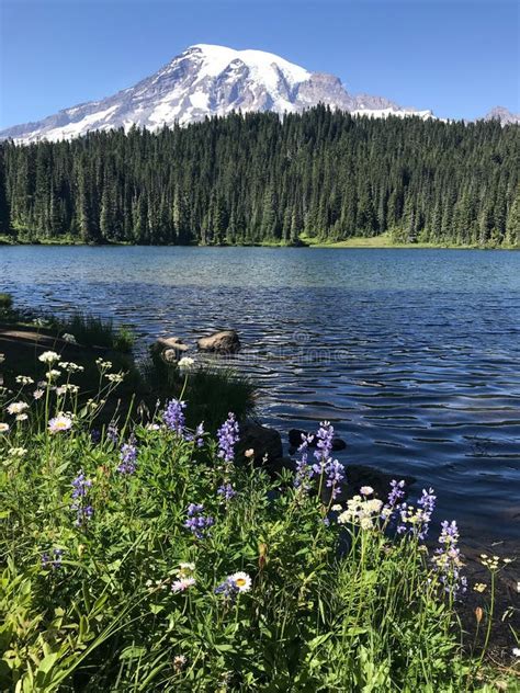 Mount Rainier Reflection Lake Stock Image - Image of glacier ...