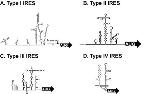 Viral and host proteins involved in picornavirus life cycle | Journal of Biomedical Science ...