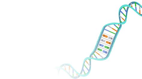 What Does Dna Stand For - MeaningKosh