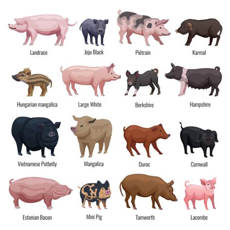 Miniature Pig Breeds Australia Offers | www.oceanproperty.co.th