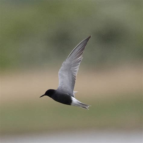 Black Tern | BTO - British Trust for Ornithology