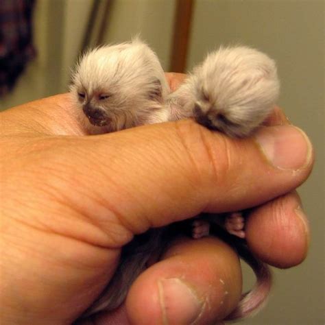 Twin albino baby monkeys | Pet monkey, Animals beautiful, Baby animals ...