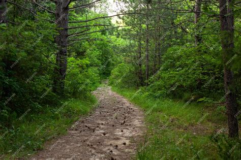 Premium Photo | Green forest with pathway