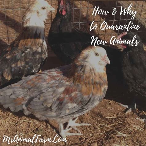 How and Why to Quarantine New Animals - Mranimal Farm