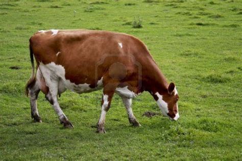 American Brown Swiss - Cow Breeds : 51 pics