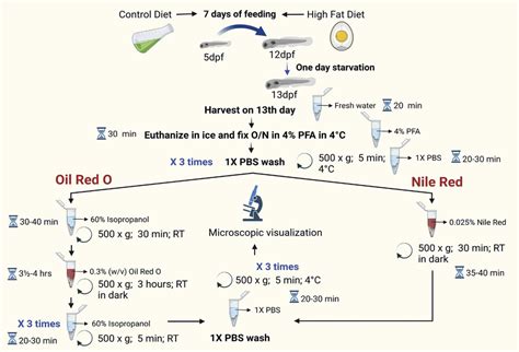 Oil Red O and Nile red staining protocol of HFD-fed zebrafish larvae ...