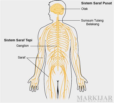 Gambar Sistem Saraf Manusia Lengkap – serat