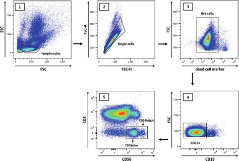 Identification of NK cells in human PBMC. Human PBMC are stained and... | Download Scientific ...