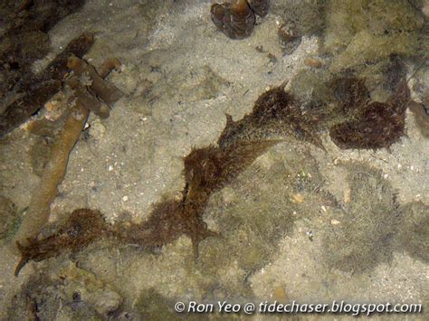 tHE tiDE cHAsER: Sea Hares (Phylum Mollusca: Clade Aplysiomorpha) of ...