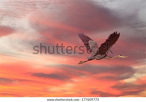 Great Blue Heron Flying Sunset Stock Photo (Edit Now) 177609773