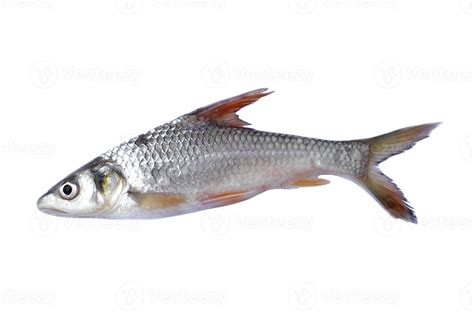 Freshwater fish for cooking isolated on white background. Concept, edible local fish from river ...