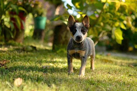 Blue Heeler (Australian Cattle Dog): Full Profile, History, and Care