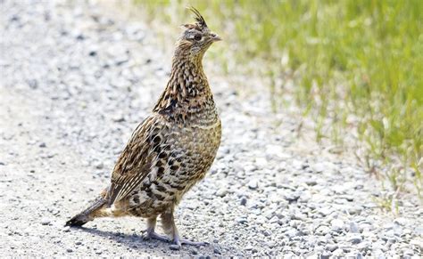 New effort to protect Pennsylvania’s state bird from mosquitoes ...