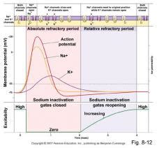 Refractory Period | Encyclopedia.com