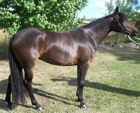 Pin on Australian Stock Horse (ASH), Waler, Brumby