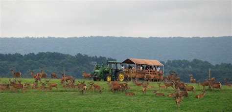 Rolling Hills Red Deer Farm - Susquehanna Kids