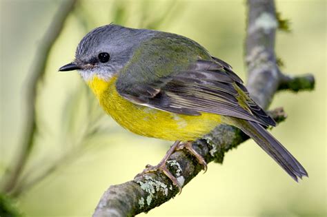 Eastern yellow robin