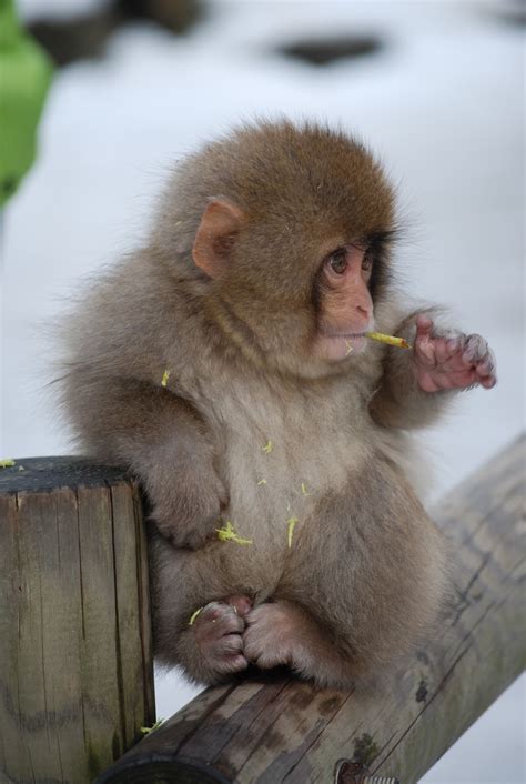 Japan Journal: Snow Monkeys, the Japanese "Alps" and Onsen