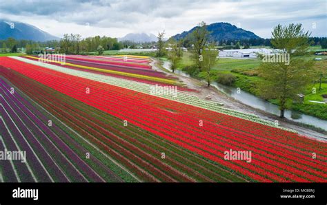 An aerial view of a tulip field taken by a drone Stock Photo - Alamy