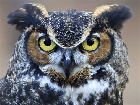 About The Great Horned Owl