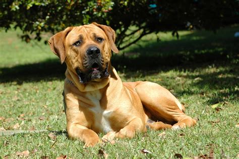 Boerboel (caractère, alimentation, soins)