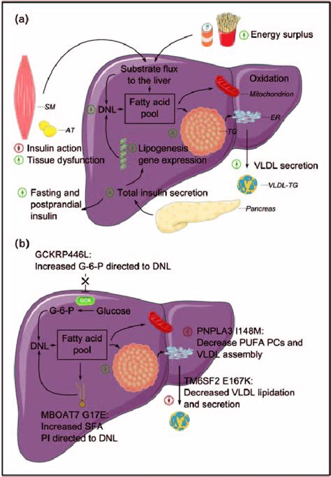 (a) Overview of proposed mechanisms by which adiposity and insulin... | Download Scientific Diagram