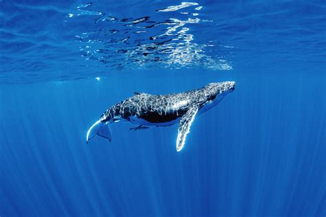 Free photo: Humpback whale - Animal, Surface, NewfoundlandandL - Free Download - Jooinn