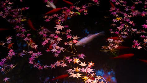 Bing HD Wallpaper Oct 17, 2019: Red-leaf hunting in Japan - Bing Wallpaper Gallery