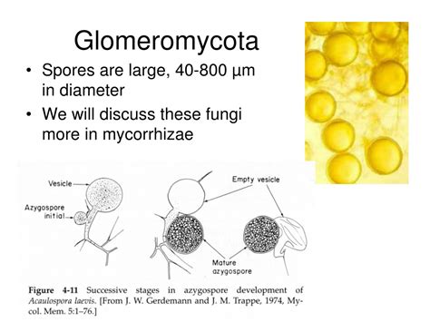 PPT - “Zygomycota” PowerPoint Presentation, free download - ID:9655811