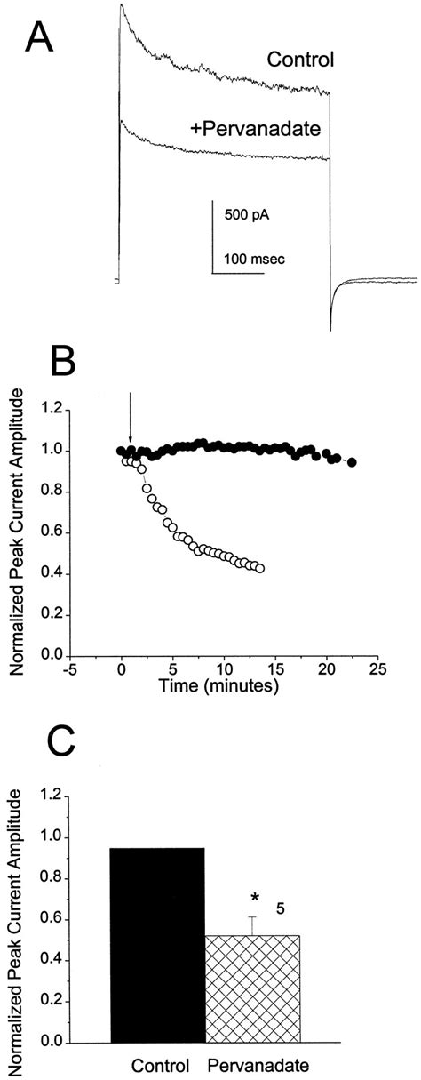 Pervanadate vs sodium orthovanadate activation – Telegraph