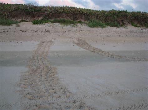 Sea Turtle Tracks! | Blog The Beach