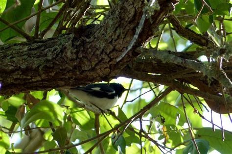 Warbler Migration Tips | Birding Basics | Birding Hotspots