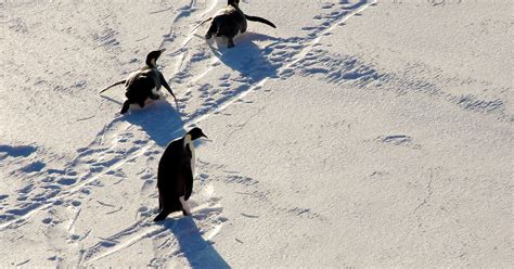 Wildlife protection – Australian Antarctic Program