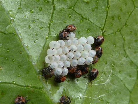 Ladybird larvae hatching from eggs | 虫