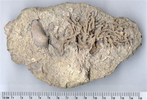 Rhombopora sp - Bryozoan - Mississippian - Warsaw Formation