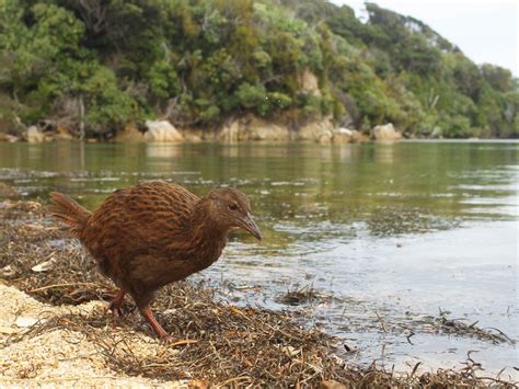 Weka - eBird