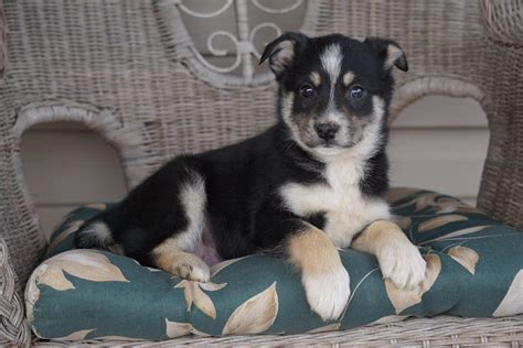 Miniature Australian Shepherd Mix For Sale Holmesville, OH Male- Tucke ...