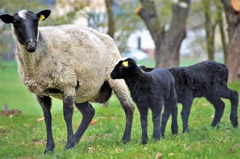 Meat Sheep Breeds and What Is Best for Your Farm - Rural Living Today