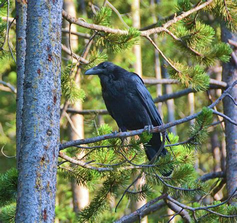 Black Bird in Forest Photograph by Richard Jenkins | Fine Art America