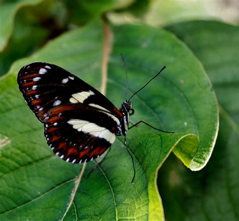 DSC08420 Butterfly House at Malahide Castle | Martina Morris | Flickr