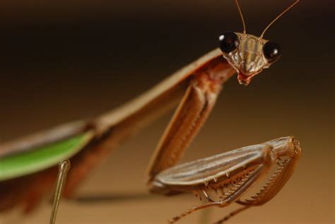 Dr. Mantis Toboggan | I found this guy wandering around near… | Flickr