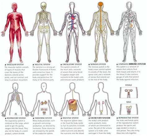 11 Body Systems Diagram - Anatomy Body System