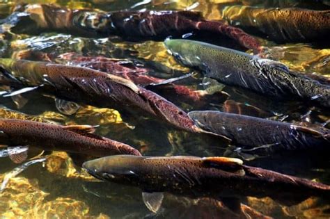 Salmon spawning season in Western Washington (greaterseattleonthecheap.com)