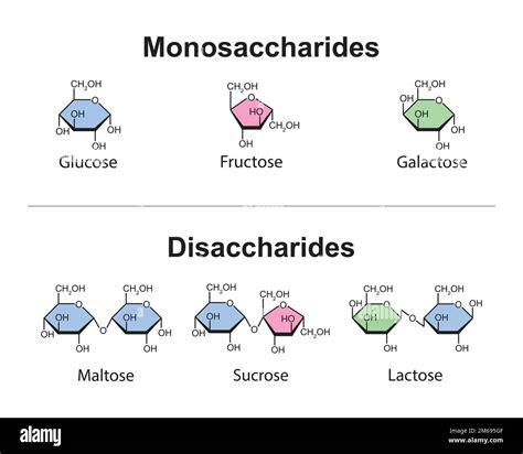 Structure Of Monosaccharides Disaccharides And Polysaccharides