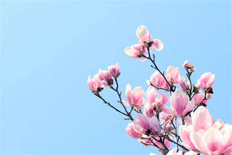 Magnolia Wallpapers - Wallpaper Cave