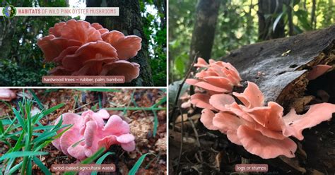 Pink Oyster Mushroom Guide | Pleurotus Djamor