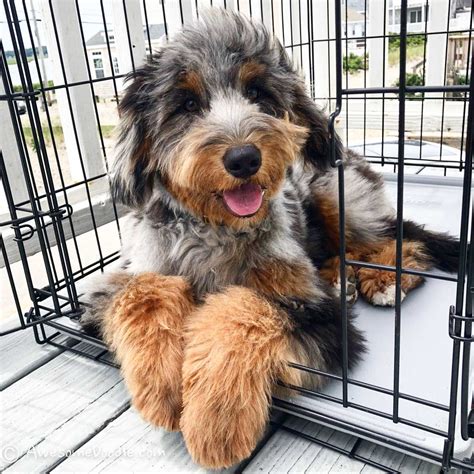 Aussiedoodle Size