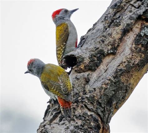 African grey woodpecker (Dendropicos goertae) | African grey, Woodpecker, African